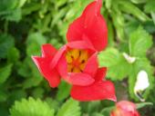 Tulipánik červený
