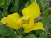 Tulipán žltý